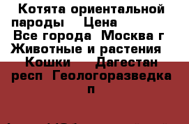 Котята ориентальной пароды  › Цена ­ 12 000 - Все города, Москва г. Животные и растения » Кошки   . Дагестан респ.,Геологоразведка п.